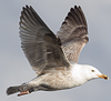 2cy argentatus in February, ringed in Norway. (75189 bytes)